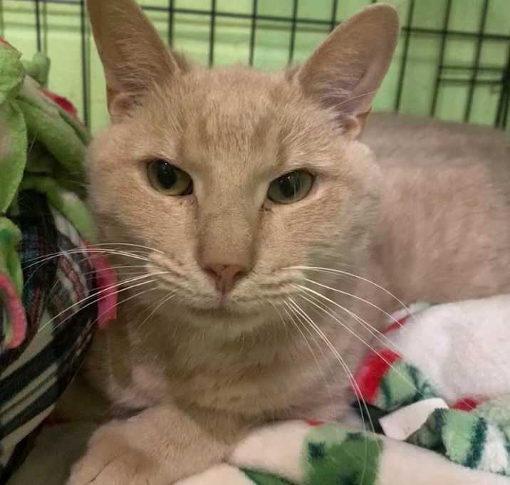 Photo of Butters