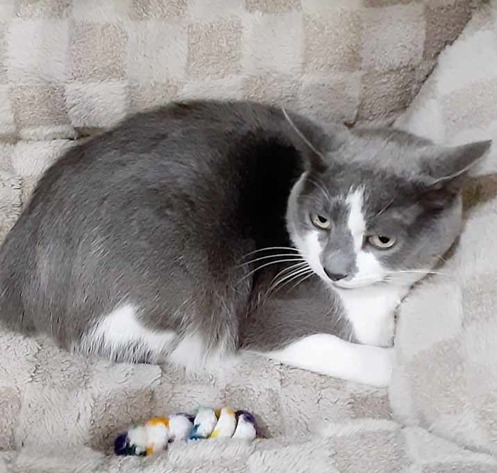 Photo of Dalton * IN FOSTER *