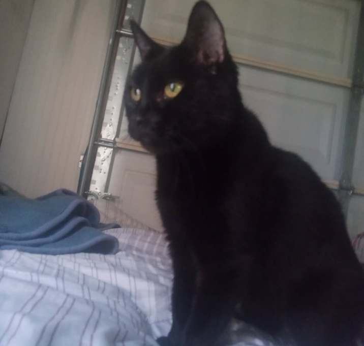 Photo of Bella