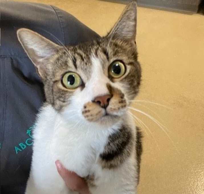 Photo of Leo (Was Phillip) *IN FOSTER *