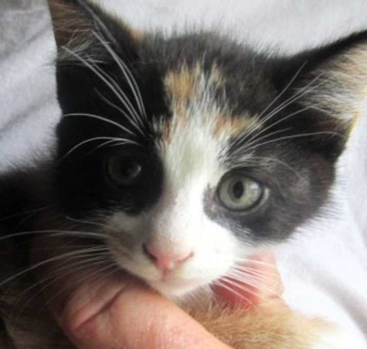 Photo of Callie