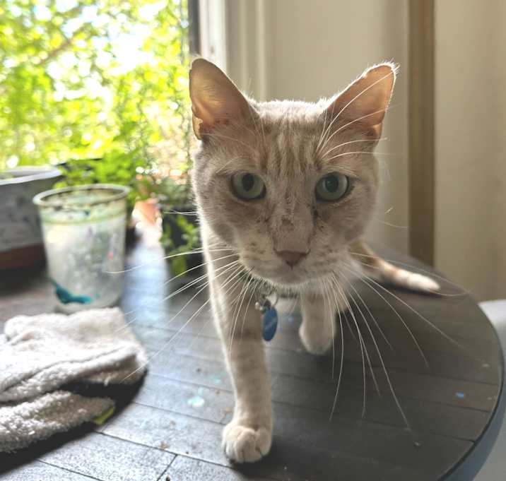 Photo of Pico the Gato