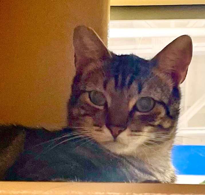 Photo of Catfish