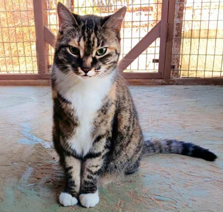 Photo of Tortie Girl
