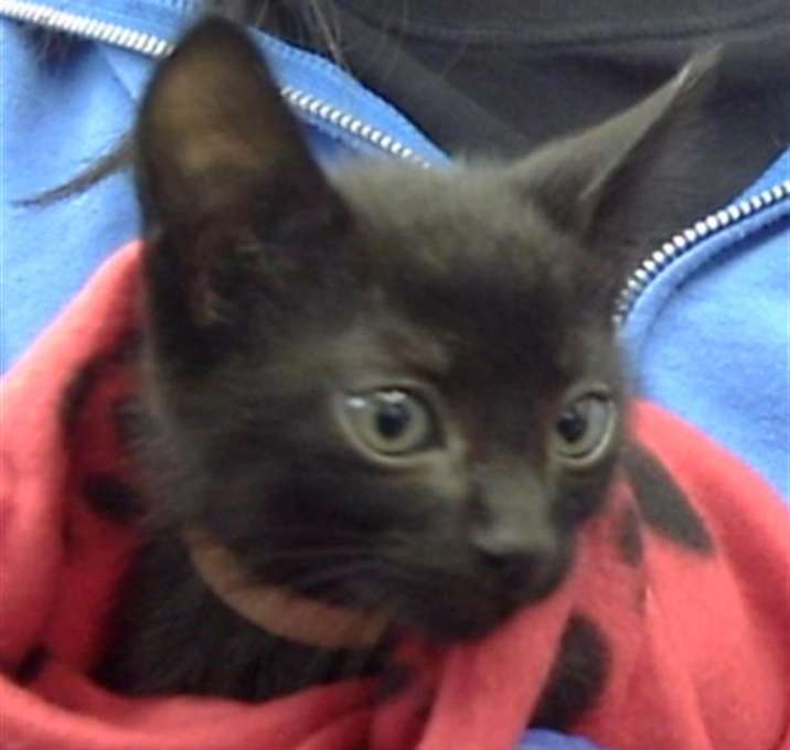 Photo of OKRA