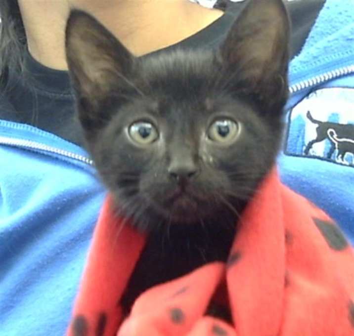 Photo of BINX