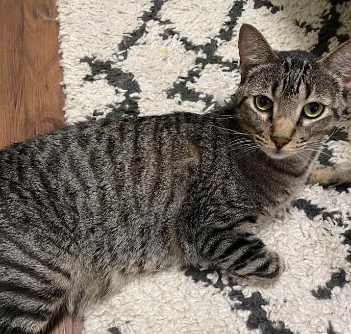 Photo of Tails