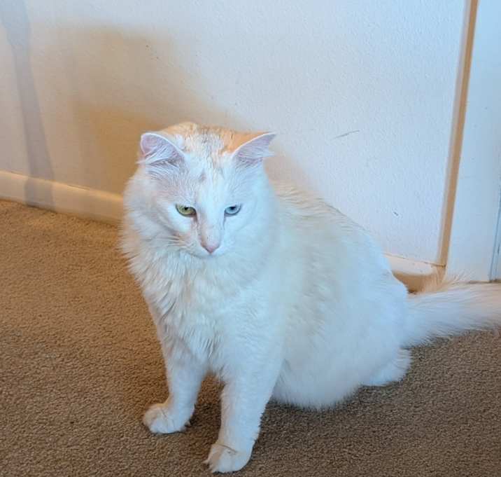 Photo of Snowball