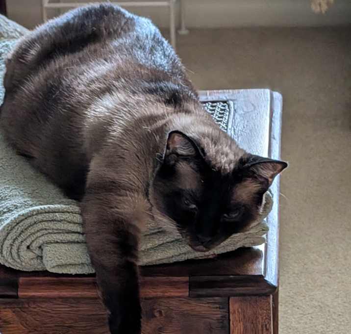 Photo of Mozzie