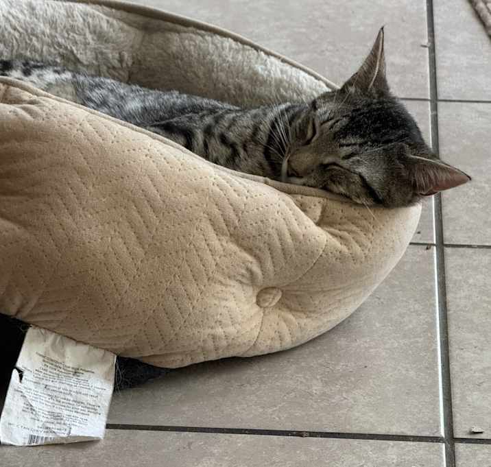 Photo of Rocket