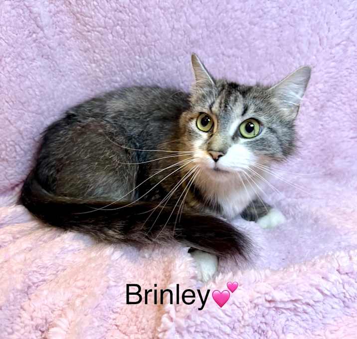 Photo of Brinley
