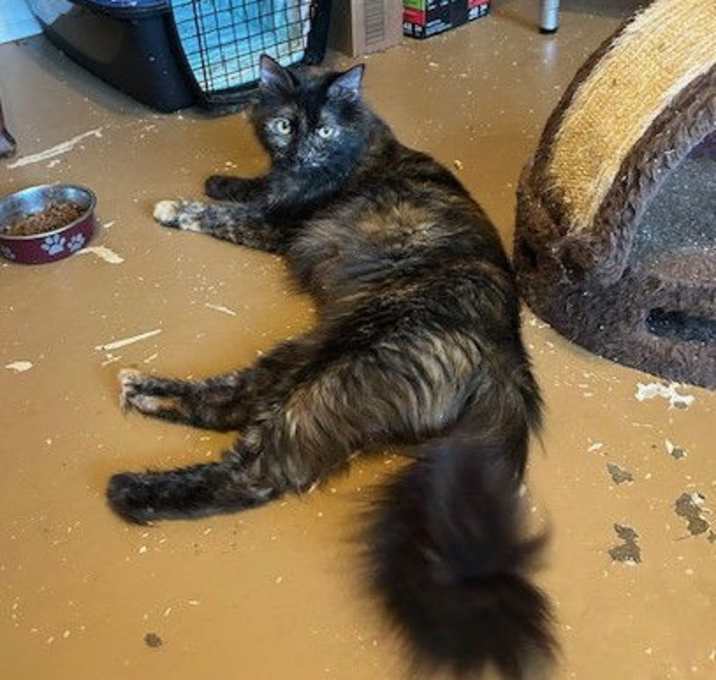 Photo of Athena