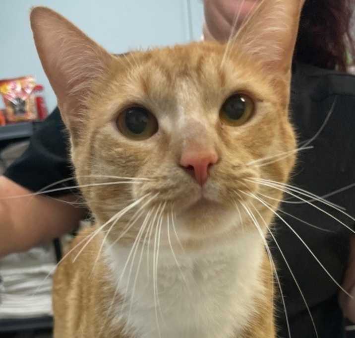 Photo of Niko
