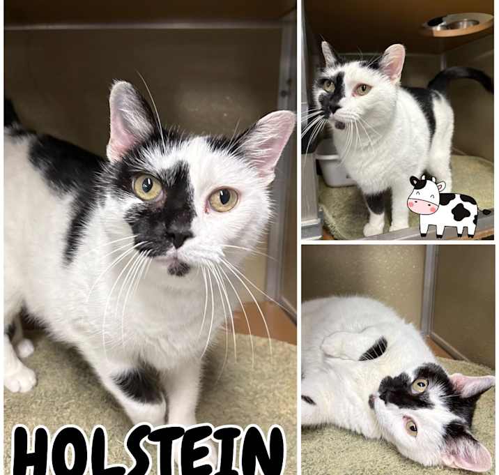 Photo of Holstein
