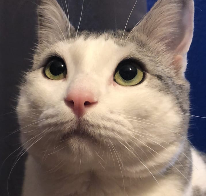 Photo of Loki