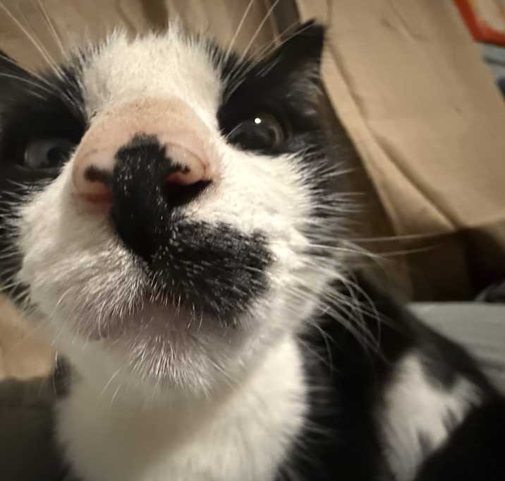 Photo of Tobi