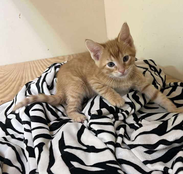 Photo of Tigger