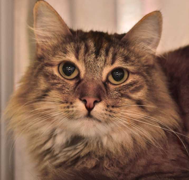 Photo of Buttercup