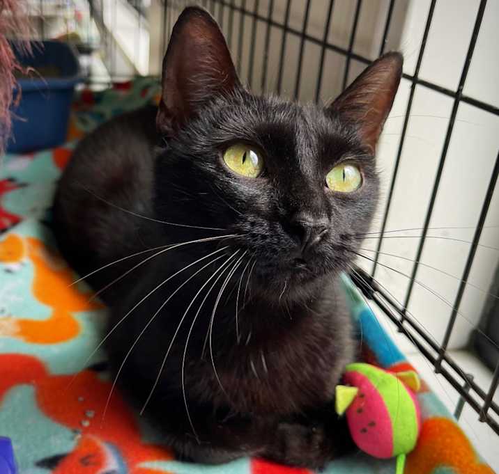 Photo of Mystique