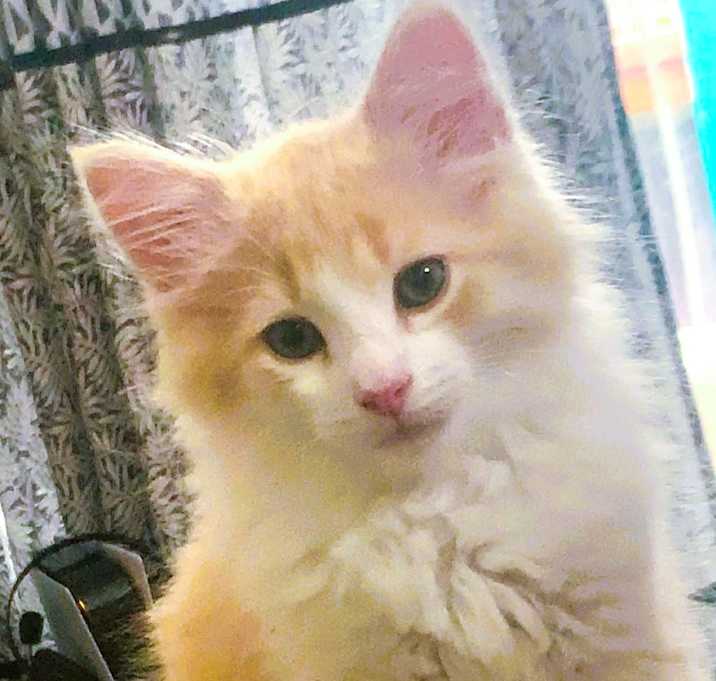 Photo of Dio