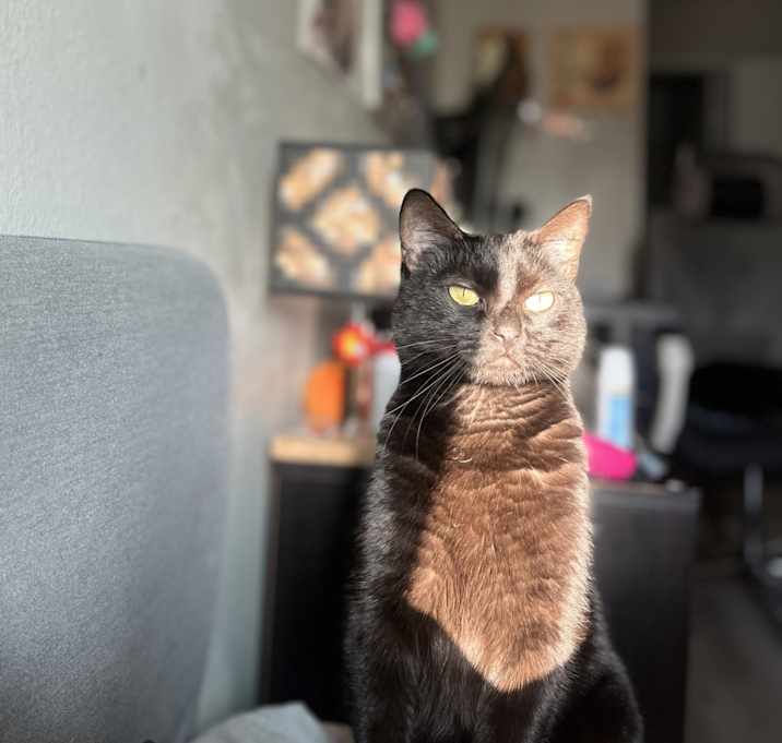 Photo of Miso
