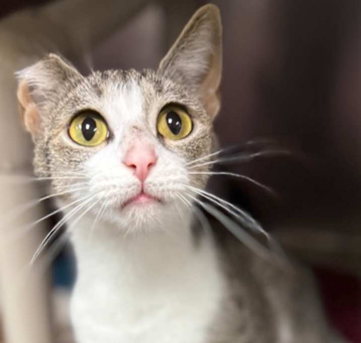 Photo of Opal
