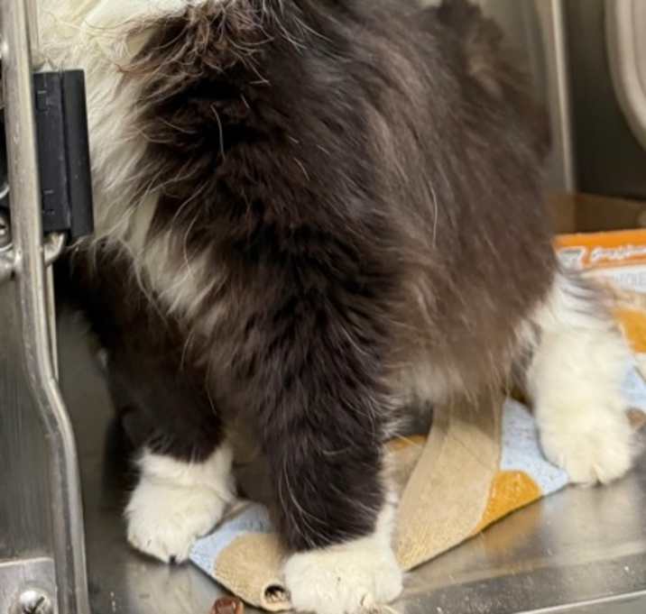 Photo of Snickers
