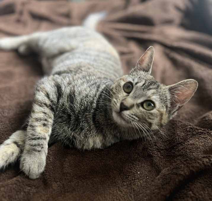 Photo of Matcha