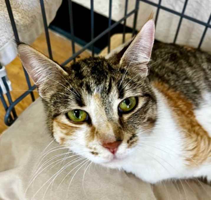 Photo of Persephone
