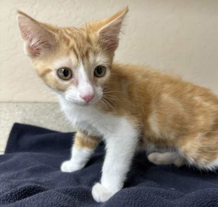 Photo of Tigger