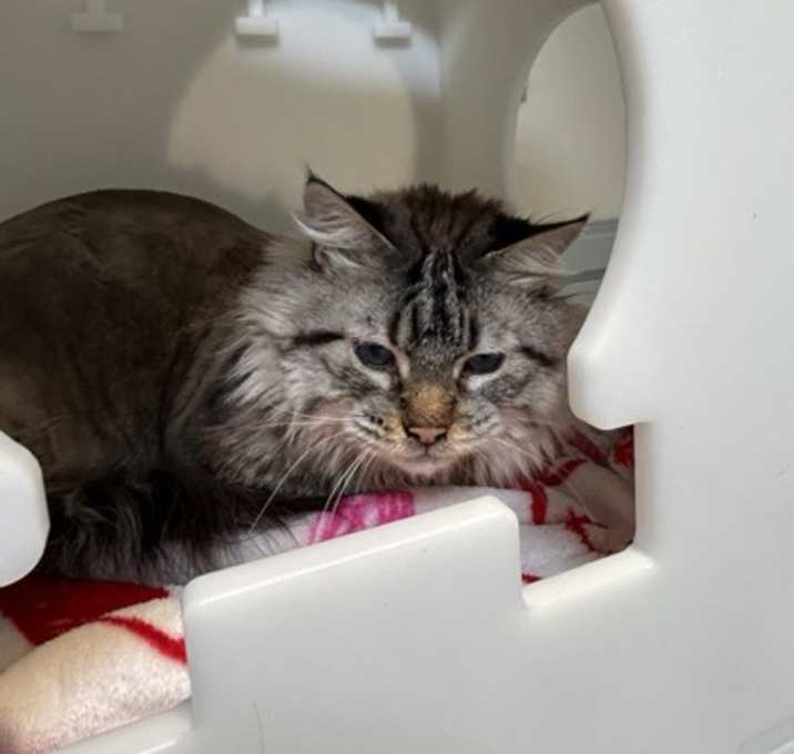 Photo of Squeak