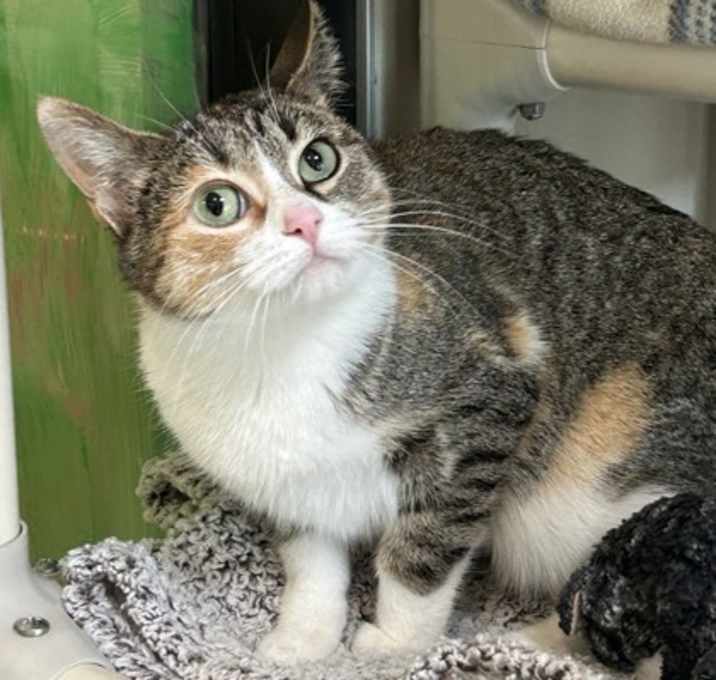 Photo of Pepita