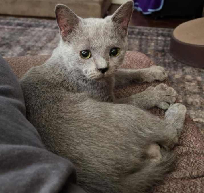 Photo of Cookie