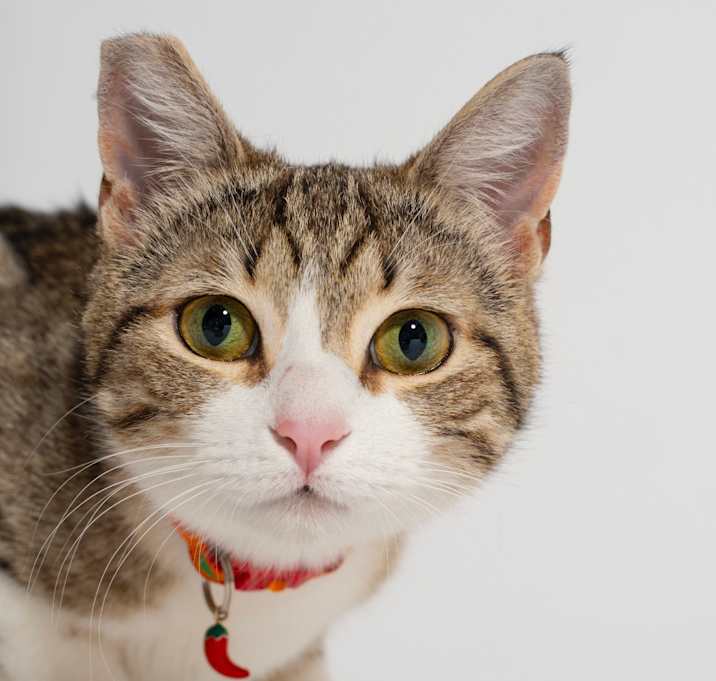Photo of Hattie