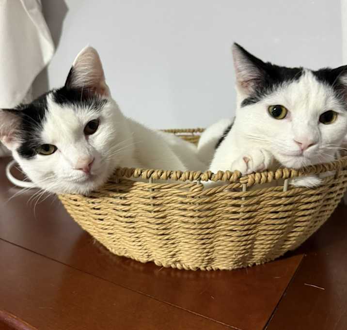 Photo of Fifi
