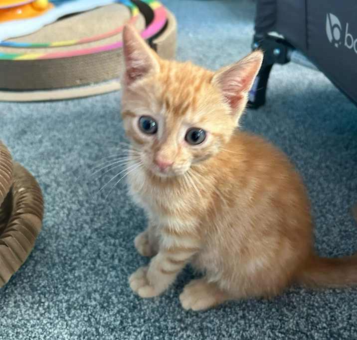 Photo of Sherbet