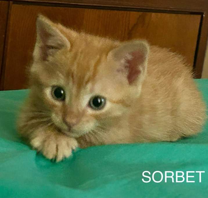 Photo of Sorbet