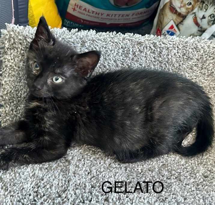 Photo of Gelato