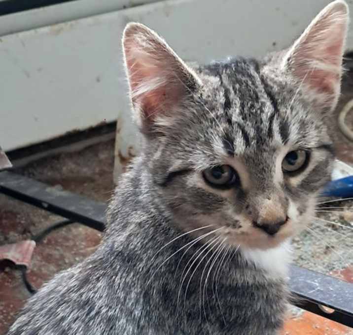 Photo of Sneezy
