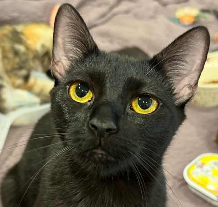 Photo of Birdie
