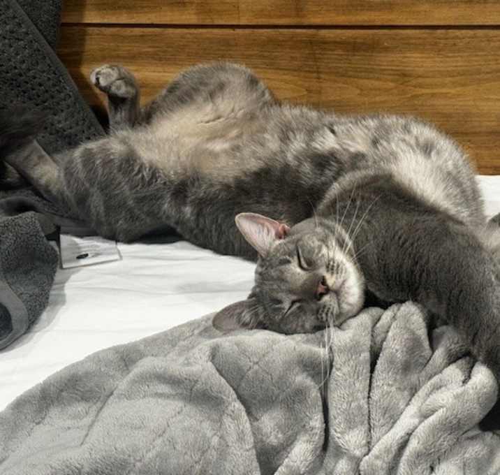 Photo of Apollo