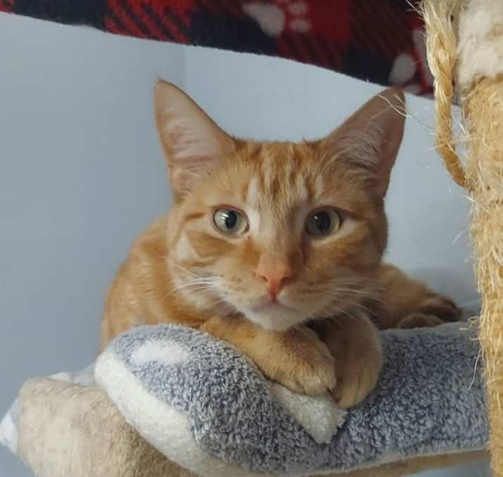 Photo of Nemo @ The Cat's Brew