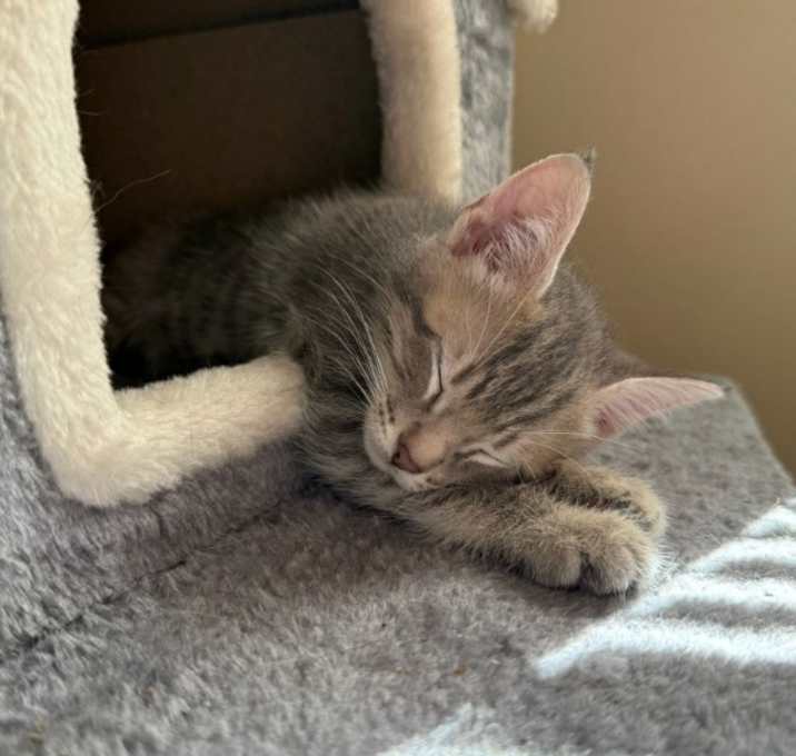 Photo of Smokey