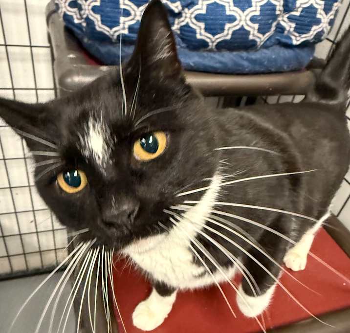 Photo of Oreo
