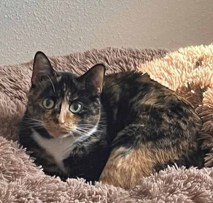 Photo of Lucky