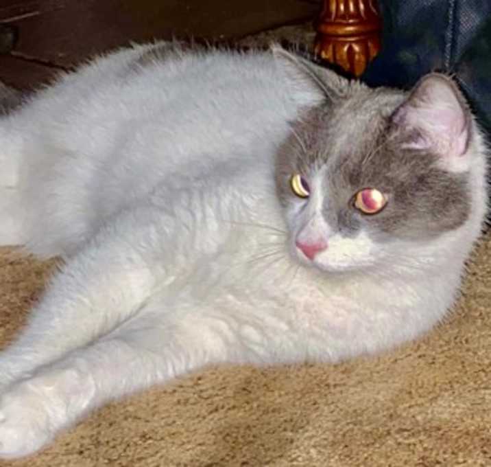 Photo of Bandit