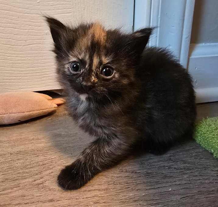 Photo of Poof