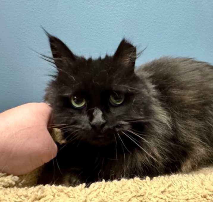 Photo of Sheba