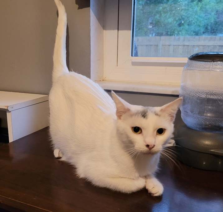 Photo of Josie