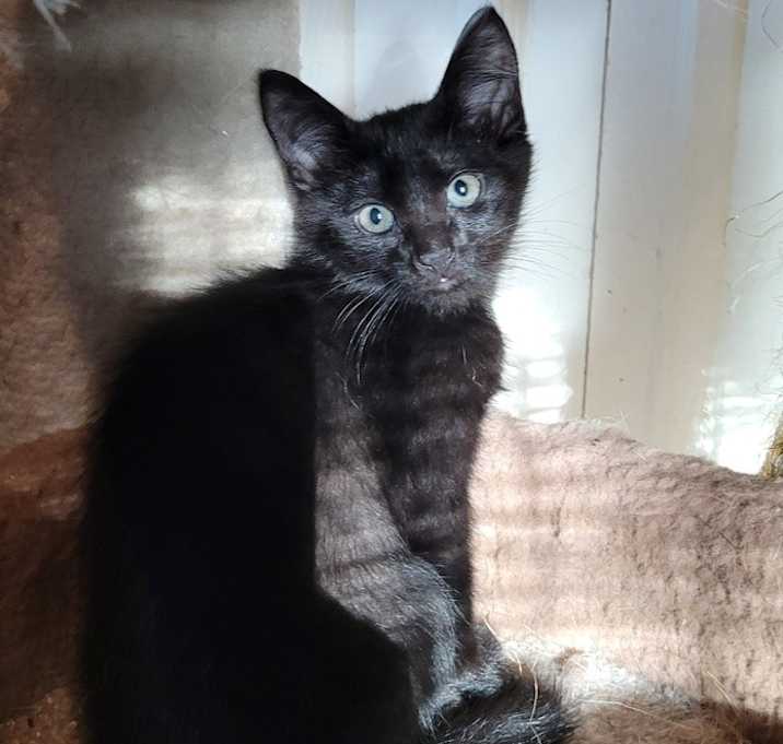 Photo of Jethro